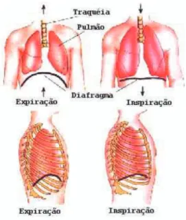 Figura  2  –  Imagem  ilustrativa  da  ligação  biomecânica  entre  a  musculatura  respiratória  e  o  volume  pulmonar
