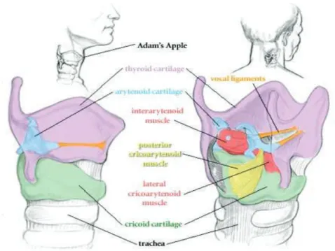 Figura 3 – Cartilagens e respectivos músculos intrínsecos da laringe. 