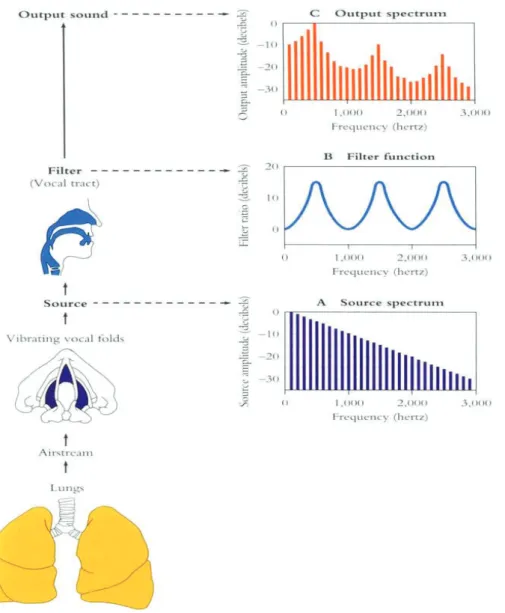 Figura 6  – Imagem esquemática do Modelo fonte-filtro para a produção das vogais – Teoria acústica  da  produção  da  fala  –  estruturas  fisiológicas  e  representações  do  espectro  da  fonte  glótica,  da  filtragem supraglótica (transferência) e da s