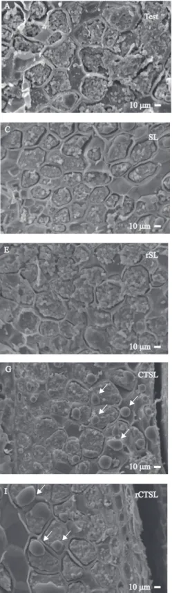 Figura 5.   Microscopia  eletrônica  de  varredura  do  endosperma  de  sementes  de  berinjela  'Embu'  submetidas  a  diferentes  métodos  de  secagem.  Test,  testemunha  (sementes  sem  condicionamento);  Cond,  sementes  condicionadas  sem  secagem;  