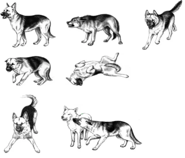Figura  2:  Posturas  caninas.  Da  esquerda  para  a  direta:  Posição  neutra  de  relaxamento; 