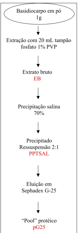 Figura 4: Identificação das amostras de Agaricus blazei Murril usadas para   dosar peroxidase e polifenoloxidase