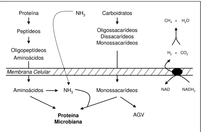 Figura  10.  Integração  entre  a  proteína  e  a  energia  no  processo  de  síntese  de  proteína  microbiana