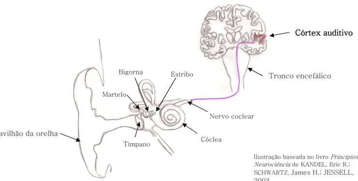 Ilustração baseada no livro Princípios da  Neurociência de KANDEL, Eric R.; 