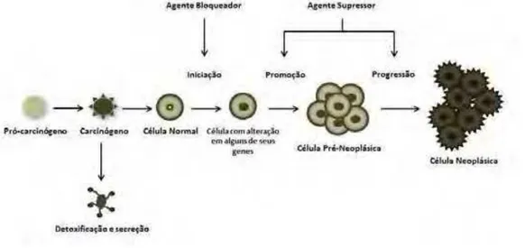 Figura 1. Estágios da carcinogênese, com os tipos de agentes quimiopreventivos do  câncer, esquematicamente representado