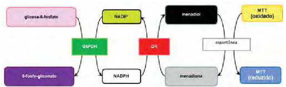 Figura 3. Princípio do ensaio da quinona-redutase: glicose-6-fosfato e glicose-6-fosfato  desidrogenase (G6PDH) geram NADPH continuamente