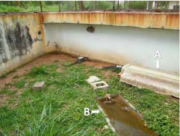 Figura 1. Recinto de manutenção dos lagartos no CEMPAS com substrato de  terra e grama, abrigo (A) e espelho d’água (B)