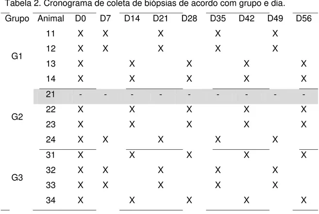 Tabela 2. Cronograma de coleta de biópsias de acordo com grupo e dia.  Grupo Animal  D0  D7  D14  D21 D28 D35 D42 D49 D56  G1  11 X X  X  X  X 12 X X X X X  13 X  X  X  X  X  14 X  X  X  X  X  G2  21  -  -  -  -  -  -  -  -  - 22 X X X X  X  23 X  X  X  X 