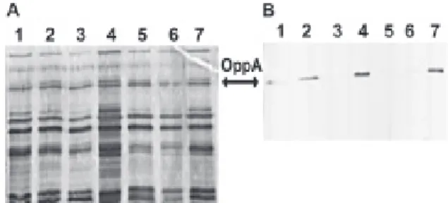 Fig. 1: oligopeptide binding protein A (OppA) expression by in vitro selected aminoglycoside resistant Escherichia coli K12  mu-tants
