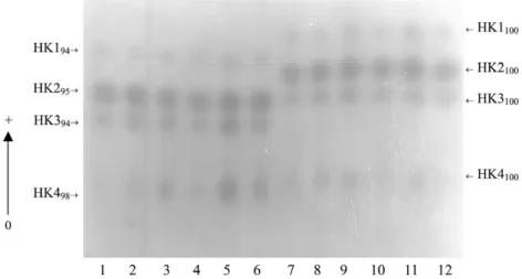 Fig. 2: starch gel electrophoresis of hexokinase isoenzymatic profiles for 4th-instar larvae of Anopheles mattogrossensis (samples 1 to 6) and Anoph- Anoph-eles intermedius (samples 7 to 12)