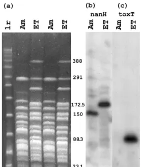 Fig. 1a shows the NotI restriction digests of the Ama- Ama-zonia and El Tor strains DNA, and Fig
