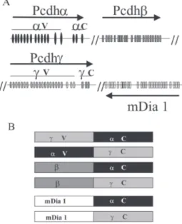 Fig. 2: trans-splicing of closely related genes. A: schematic repre- repre-sentation of the mouse protocadherin locus