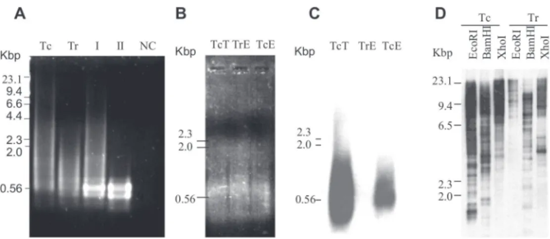 Fig. 1: agarose gel electrophoretic analysis of Trypanosoma rangeli subtracted T. cruzi cDNAs and TcML8 transcription and genomic distribution