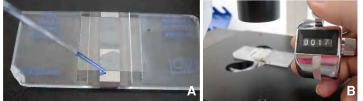 FIGURA 3 – Contagem celular: (A) Gota com células coradas sobre câmara de  Neubauer; (B) Câmara no microscópio de luz invertida e contador  auxiliando a contagem