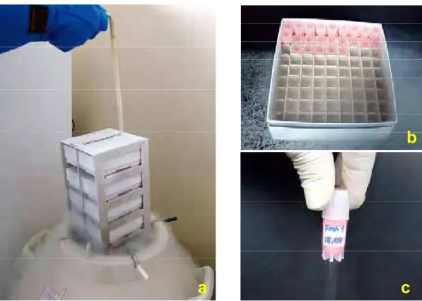 Figura 1 – a) remoção do puxador com as caixas do tambor de nitrogênio; b) caixa de  acondicionamento de tubos criogênicos; c) tubo criogênico contendo as  células FMM1
