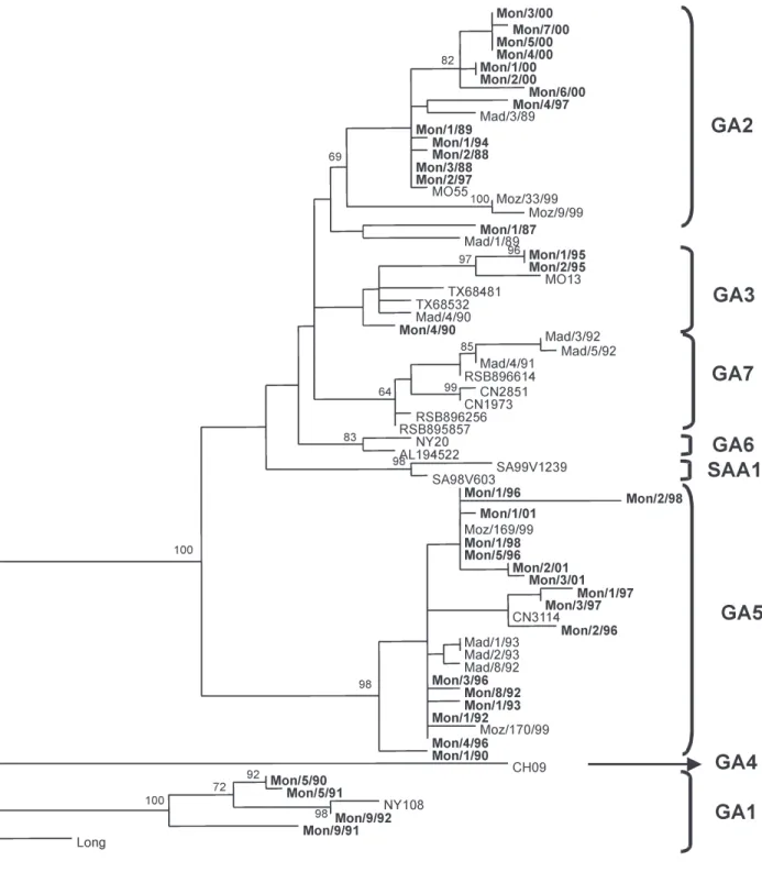 Fig. 2:  phylogenetic analysis of the G gene of group A human respiratory syncytial virus