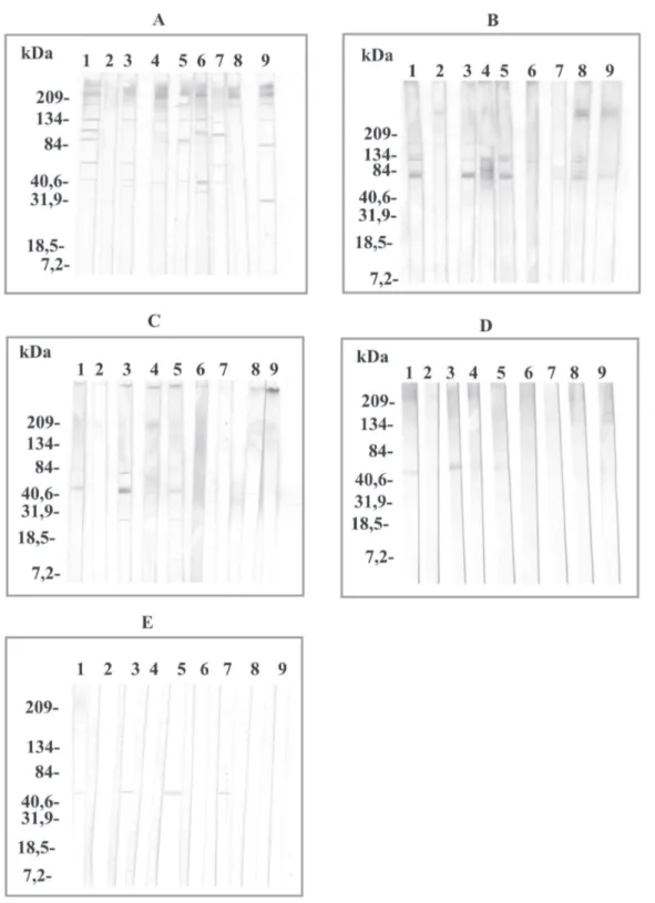 Fig. 2: immunorecognition patterns of Ig’s in sera of the patients diagnosed with parasitism of 1: Loa loa, 2: Onchocerca volvulus, 3: