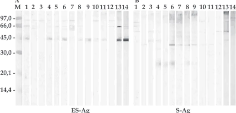 Fig. 1: immunoblotting profiles using the sera from dogs naturally infected with Echinococcus granulosus (lanes 1-12)