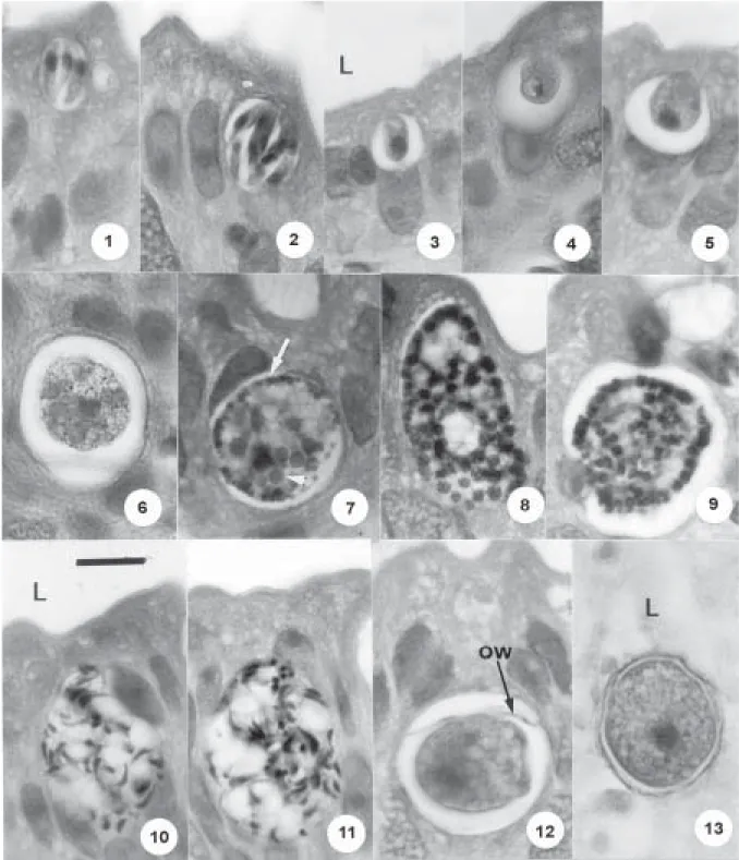 Table until such time as conclusive evidence is provided with which to sink them.  Their re-examination  by DNA analysis might confirm or refute their present taxonomic status, and  in this respect it is of interest that  Eberhard et
