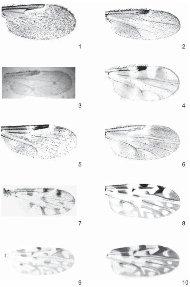 Figs 1-10: photographs of female wings of Culicoides from Argentina. 1: C.  irwini; 2: C