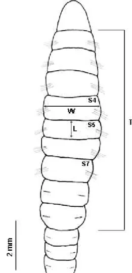 Figure 1. Capitella capitata (Fabricius, 1780), dorsal view of the worm (L, length of the setiger; TRL, thoracic region length; S4, setiger 4; S5, setiger 5; S7, setiger 7; W, width of the setiger).