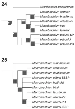 Figs 24-25. Parts of the phylogenetic tree modified of  P ileggi  &amp; M an -