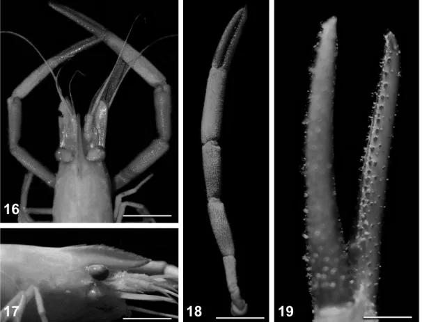 Figs 16-19. Macrobrachium potiuna (Müller, 1880), male (CCDB 2131): 16, dorsal view of the anterior portion; 17, lateral view of the rostrum; 