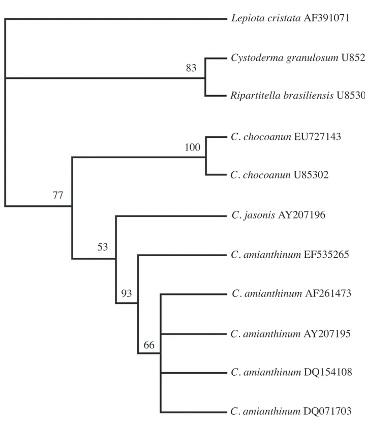 Figure 1. Cladogram generated by parsimony analysis of partial LSU rDNA sequences. Bootstrap values  ≥  50% are shown above branches
