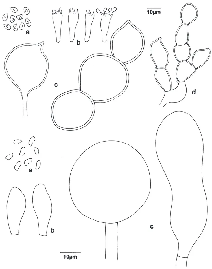 Figure 2. a-d. Cystoderma chocoanum. a. Basidiospores. b. Basidia. c. Elements of pilear surface