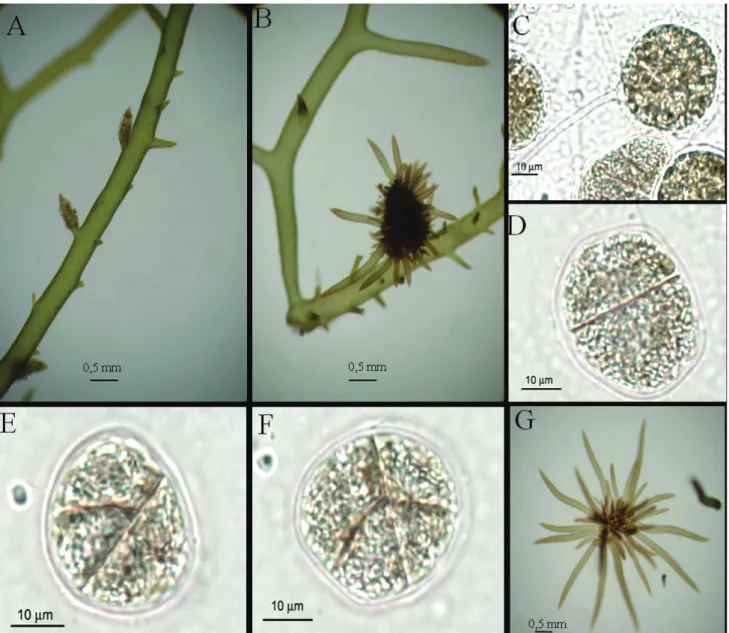 Figure 3. Dark green morph (DG) of H. musciformis cultured at ASP 12-NTA medium with 250 µM N-nitrate