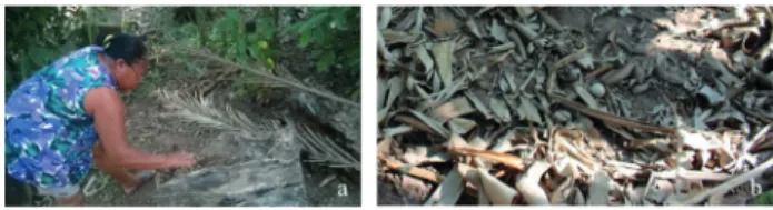 Figure 2. a. resident removing manure from the trunk of a tree in  decomposition. b. “specks” left on the soil to be used as a fertilizer