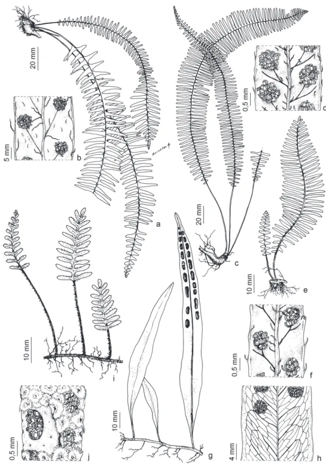 Figure 3. a. Pecluma truncorum, habit. b. P. truncorum, detail of veins and sori, abaxially