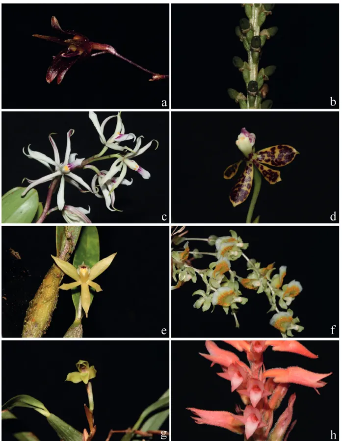 Figura 4. a. Pabstiella brasilica. b. Prescottia plantaginifolia. c. Prosthechea allemanoides