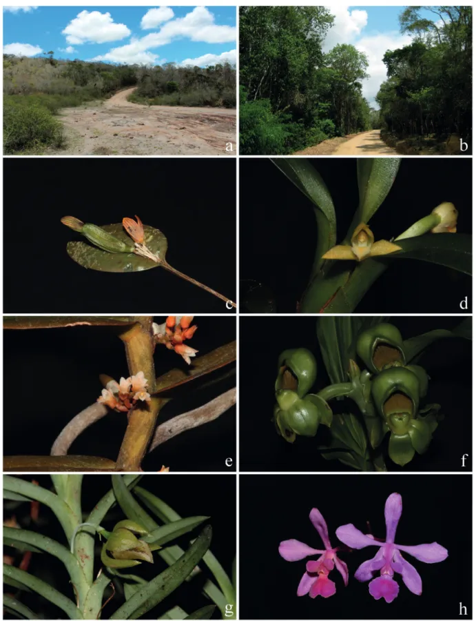 Figura 1. a-b.  Vegetação de Mata de Cipó do PNBN. c. Acianthera glanduligera. d. Camaridium carinatum