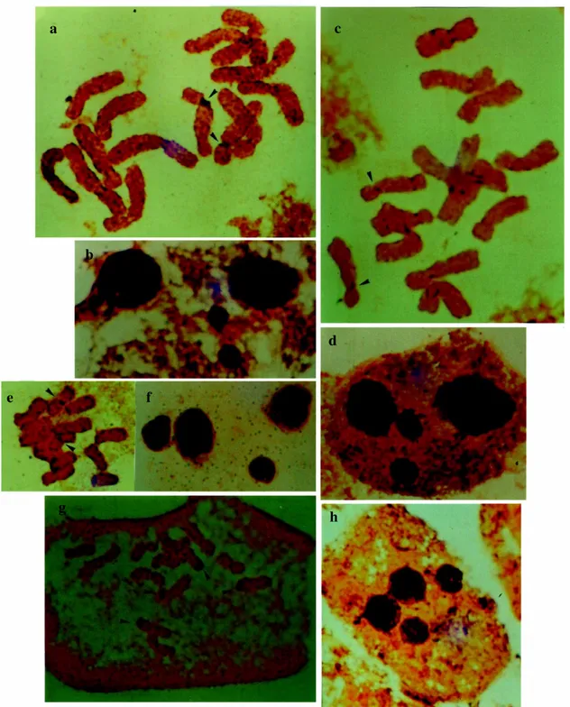 Figure 2 - Mitotic metaphases and maximum number of nucleoli in interphase cells. a-b Lathyrus pubescens; c-d Lathyrus nervosus; e-f Lathyrus crassipes; g-h Lathyrus odoratus