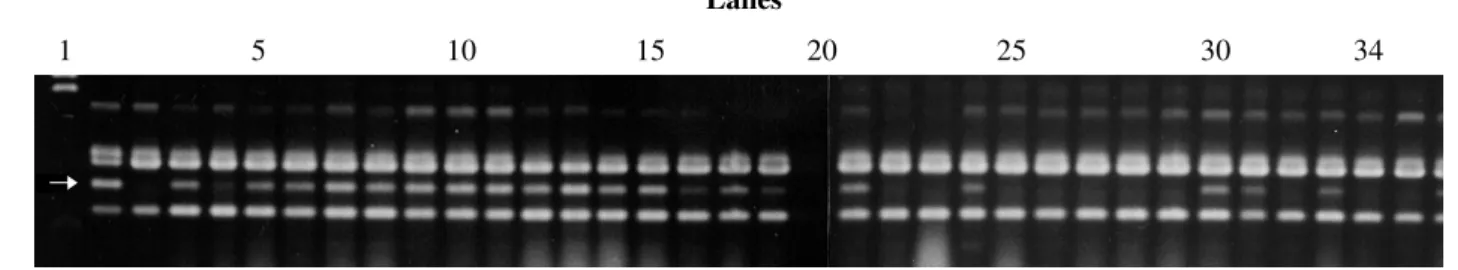 Figure 1 - RAPD pattern produced by primer OPC08 in the parents and components of resistant and susceptible bulks
