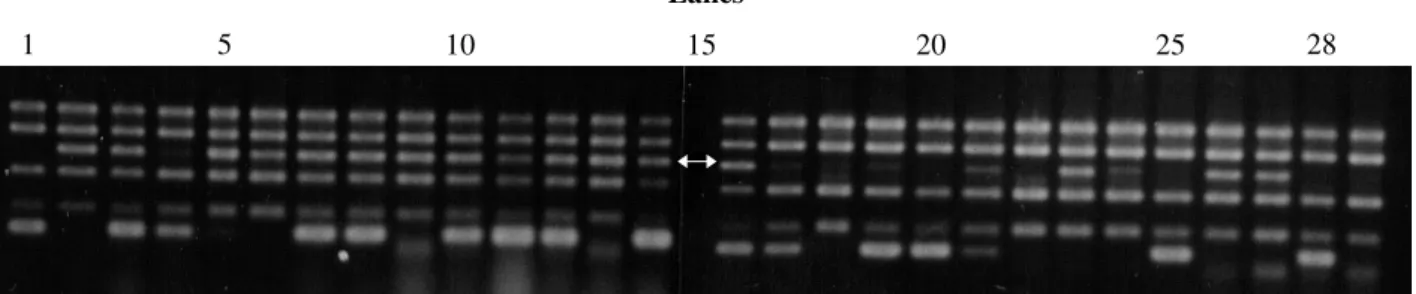 Figure 2 - RAPD pattern produced by the primer OPF10 in the parents and components of resistant and susceptible bulks