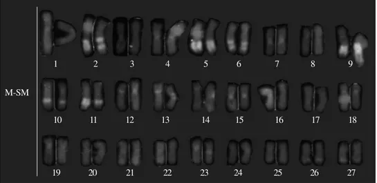 Figure 2 - Karyotype of Leporinus desmotes female stained with mithramycin.