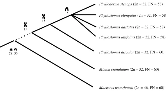 Figure 4 - Chromosomal phylogeny of the genus Phyllostomus based on literature data.