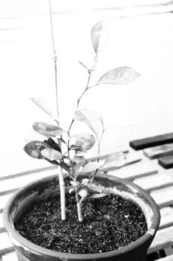 Figure 1 - Regenerated somatic hybrid plant of Caipira sweet orange + Rangpur lime.