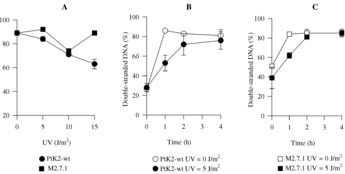 Figure 2 - Determination of nascent chain elongation. PtK2 (circles) and M2.7.1 (squares) cells were irradiated with indicated UV doses, maintained in their original medium for 1 h, then incubated with  3 H-thymidine