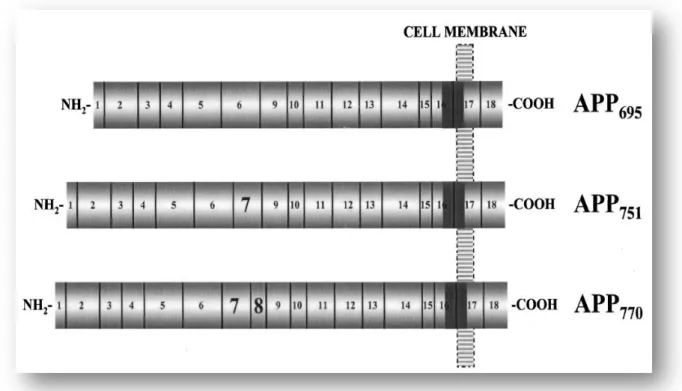 Fig.  5: Schematic  representation  of  the  three  major  APP  isoforms  found  in  mammalian  tissues