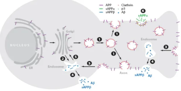 Fig. 7: Schematic representation of APP trafficking in neurons. Newly synthesized APP (purple) is transported from  the Golgi down the axon to the cell surface (1) or into a cell body endosomal compartment (2), with clathrin-associated  vesicles  (red)  me