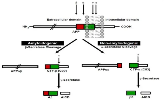 Fig. 8: Schematic diagram of APP proteolytic processing. APP can undergo proteolytic processing via two pathways: 