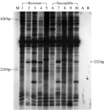 Figure 1 - Differential display of mRNA using primers OP3 and GT9. Lane M: Molecular weight marker; lanes 1-5, resistant sheep; lanes 6-10,  suscep-tible sheep; lane A - control (no RNA) and lane B - control (no reverse transcriptase)