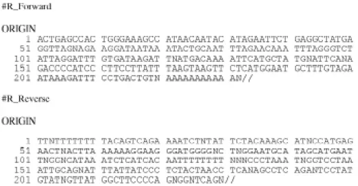 Figure 2 - Forward and reverse sequences of cDNA#R.