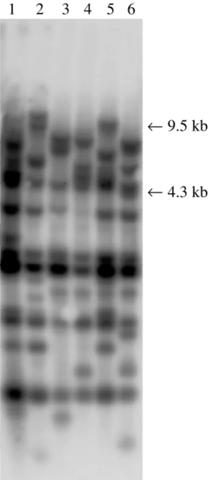 Figure 1 shows the hybridization patterns obtained with a hypervariable probe A45-10.