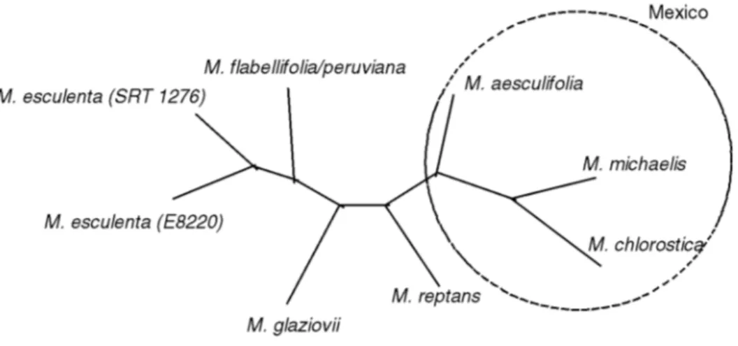 Figure 3 - Unrooted tree classification of cassava and other wild species of Manihot elaborated by the neighbor-joining method using the similarity coefficients of Jaccard derived from RAPD data.