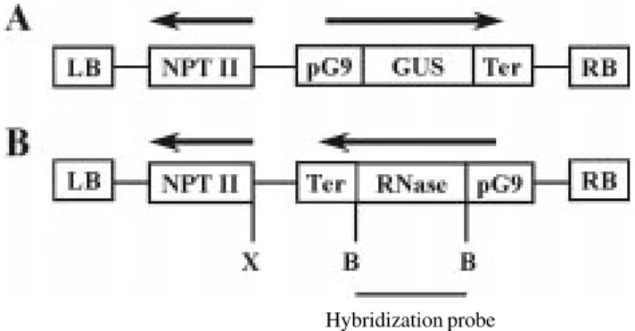 Figure 1 - Diagram of the T-DNA region of the Agrobacterium tumefaciens vectors used for tobacco transformation