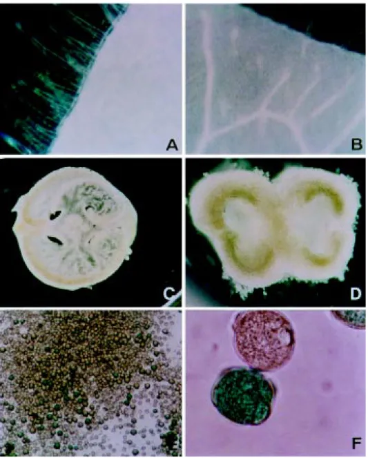 Figure 3 - Histochemical GUS assays of different plant organs in G9-GUS transgenic tobacco at anther stage 10